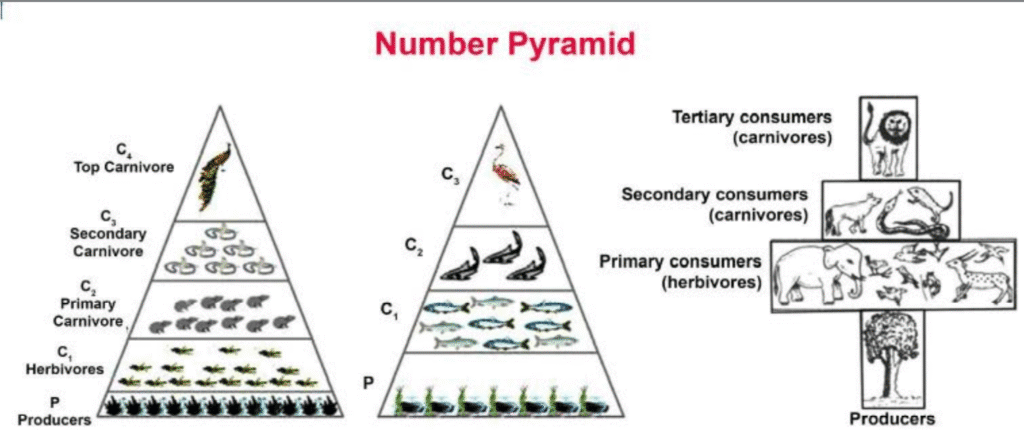 पारिस्थितिक तंत्र की मौलिक संकल्पना (Basic Concept of Ecosystem) पारिस्थितिक तंत्र की मौलिक संकल्पना (Basic Concept of Ecosystem)