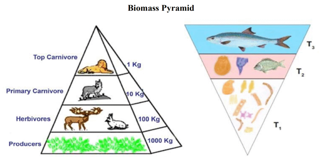 पारिस्थितिक तंत्र की मौलिक संकल्पना (Basic Concept of Ecosystem) पारिस्थितिक तंत्र की मौलिक संकल्पना (Basic Concept of Ecosystem)