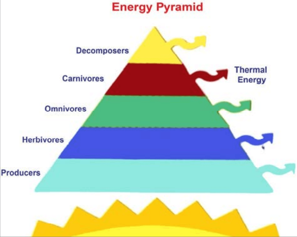 पारिस्थितिक तंत्र की मौलिक संकल्पना (Basic Concept of Ecosystem) पारिस्थितिक तंत्र की मौलिक संकल्पना (Basic Concept of Ecosystem)