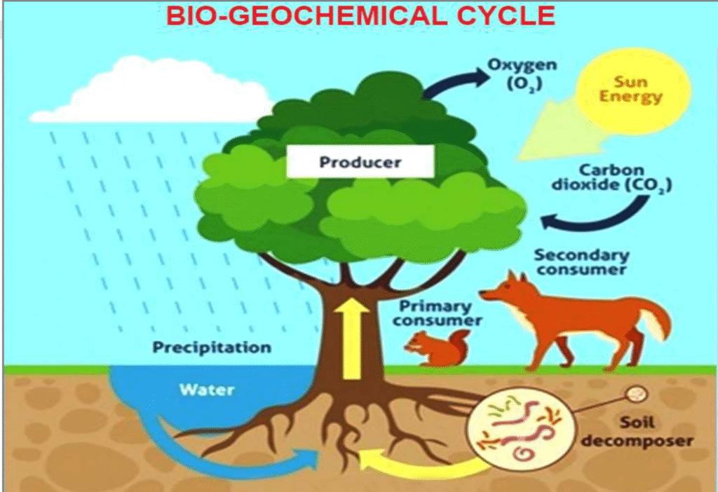 पारिस्थितिक तंत्र की मौलिक संकल्पना (Basic Concept of Ecosystem) पारिस्थितिक तंत्र की मौलिक संकल्पना (Basic Concept of Ecosystem)