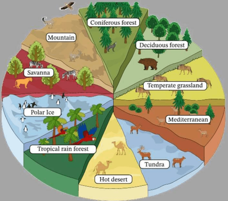 पारिस्थितिक तंत्र की मौलिक संकल्पना (Basic Concept of Ecosystem) पारिस्थितिक तंत्र की मौलिक संकल्पना (Basic Concept of Ecosystem)