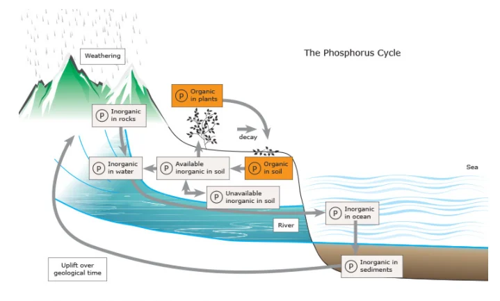 BioGeoChemical Cycle BioGeoChemical Cycle