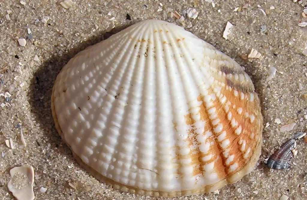 1 Introduction 1.23 Clamshell