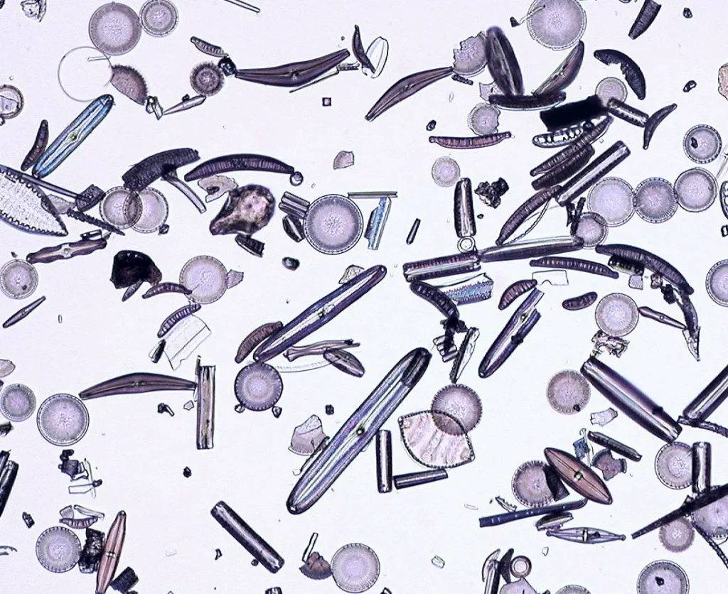 1 Introduction 1.25 Diatoms