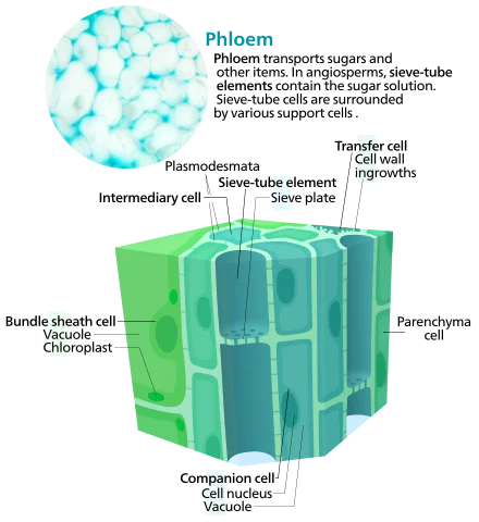 Phloem is living tissue in plants that transports soluble products of photsynthesis, such as sugars, where needed in plants