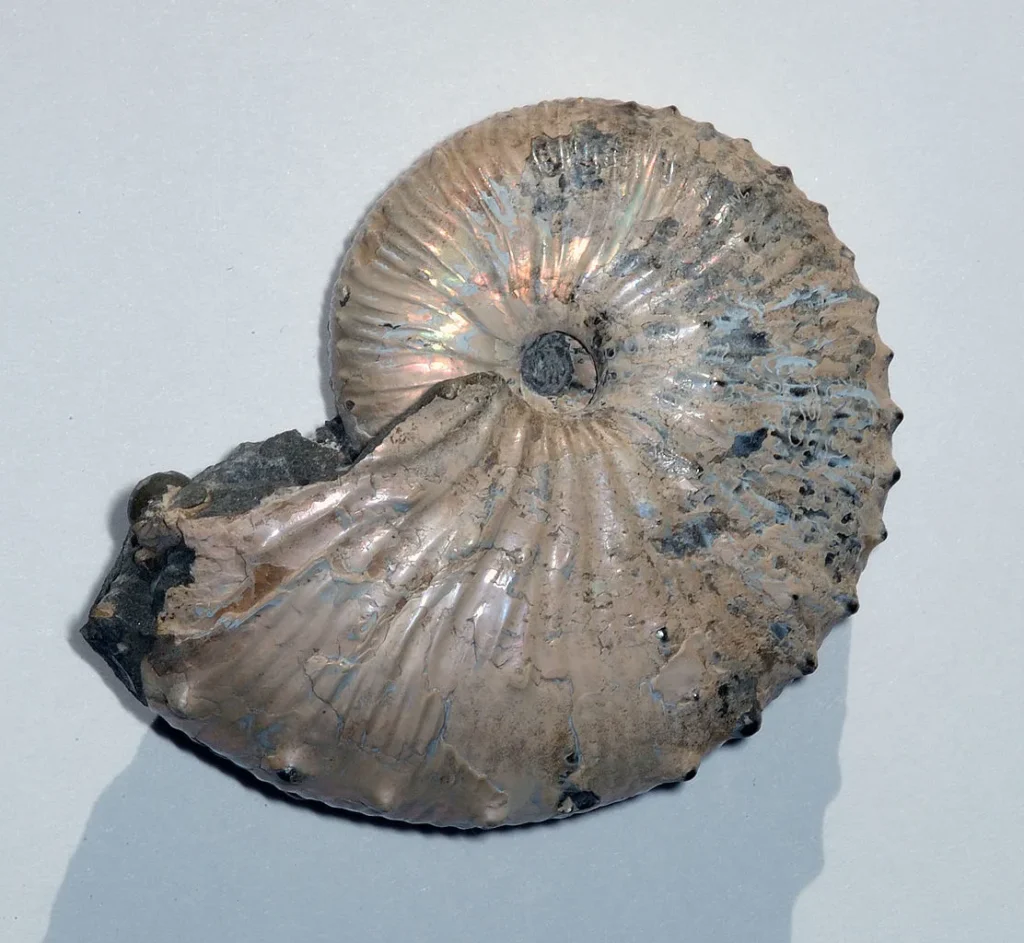 4 Crystals and Crystallization An ammonite shell composed of aragonite