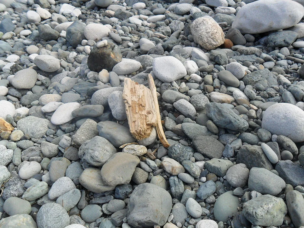 7 Sedimentary Minerals and Sedimentary Rocks Cobbles, Hope River Valley, British Columbia. The piece of wood is about 15 cm long.