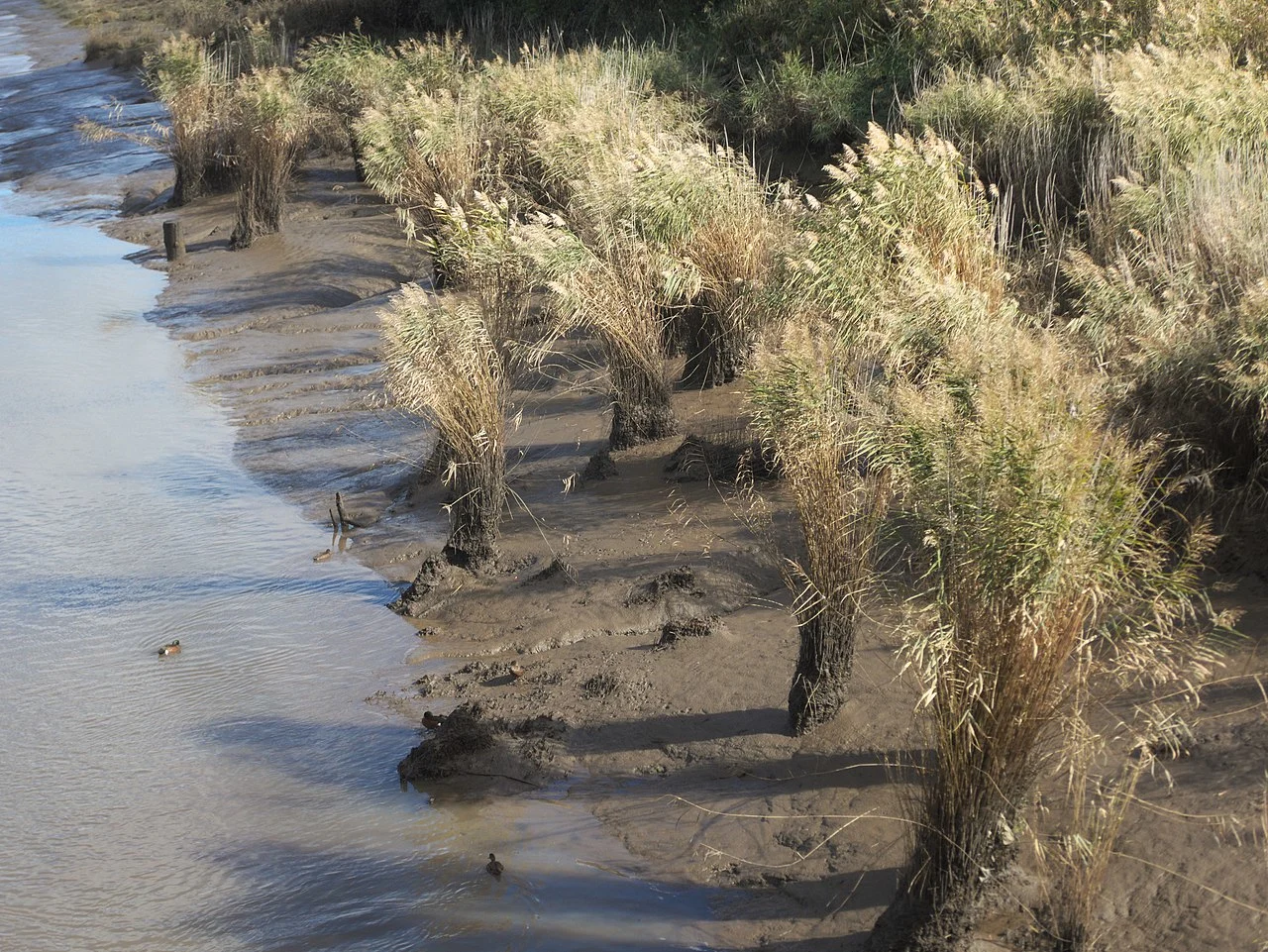 7 Sedimentary Minerals and Sedimentary Rocks Silt along the North Esk River, Tasmania