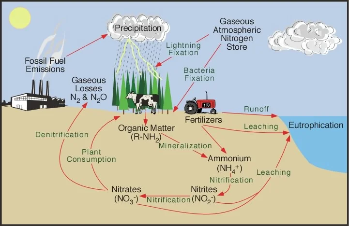 The nitrogen cycle.