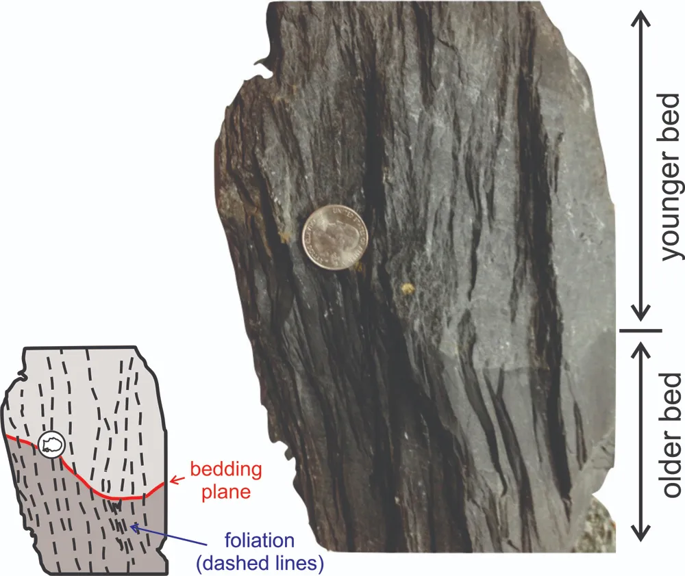 8 Metamorphic Minerals and Metamorphic Rocks Foliated metamorphic rock (slate) with a bedding plane. A quarter for scale.