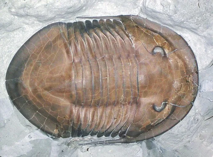 Isotelus maximus fossil, Upper Ordovician, Oldenburg, Indiana, USA  (Modified by Callan Bentley)