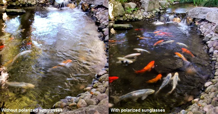 5 Optical Mineralogy Looking at fish with and without polarized sunglasses