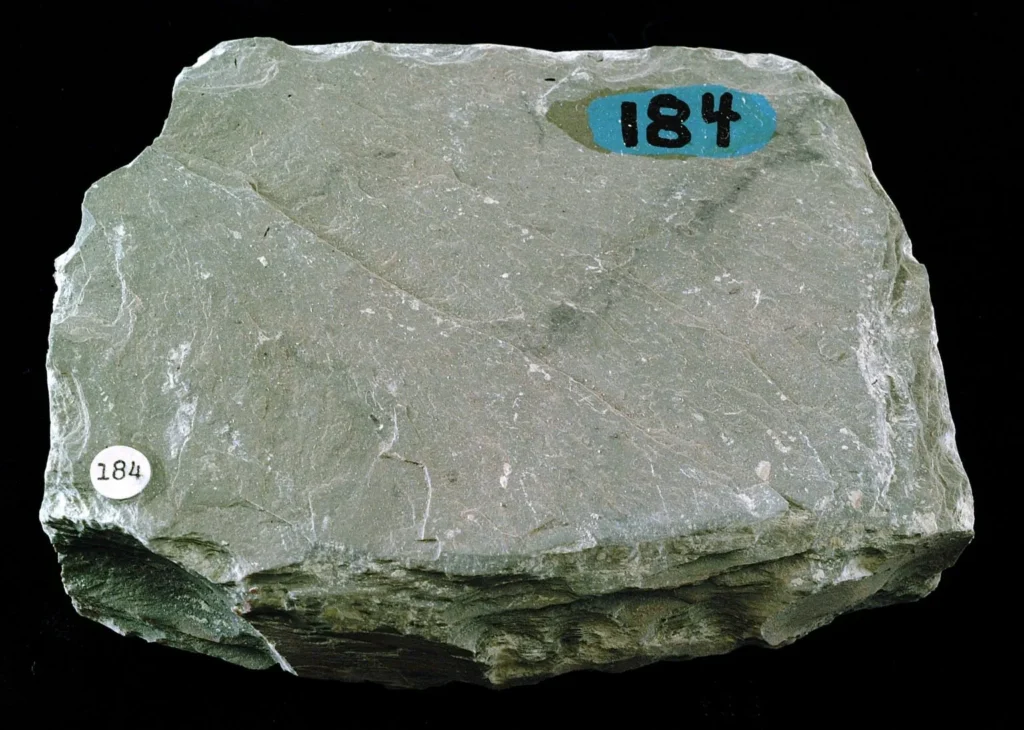 8 Metamorphic Minerals and Metamorphic Rocks Green slate from Pawley, Vermont. About 8 cm across.