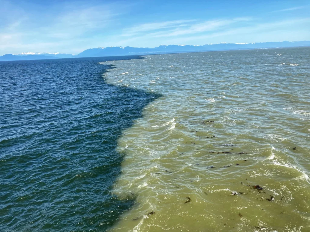 Ocean Salinity Variations: 5 Key Factors & Global Patterns Distinct boundary where fresh river water meets saline ocean water showing variation in salinity
