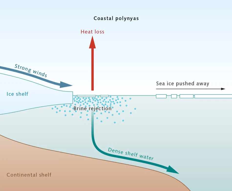 Ocean Salinity Variations: 5 Key Factors & Global Patterns Diagram showing coastal polynyas formation and the influence of sea ice freezing and brine rejection on ocean salinity near ice shelves