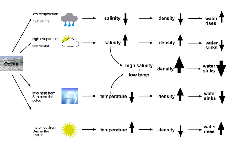 Ocean Salinity Variations: 5 Key Factors & Global Patterns Diagram showing how evaporation, rainfall, and temperature affect ocean salinity, density, and water movement