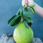 Guava on your plate: how it supports everyday health - Tata 1mg Capsules