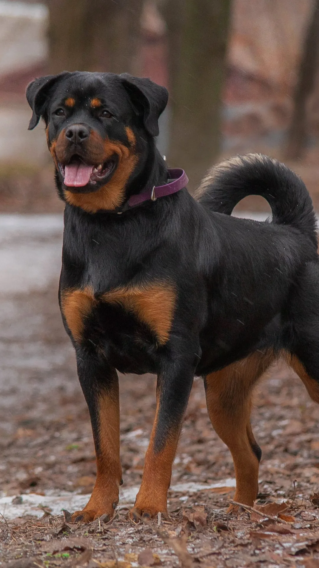 9 formidable breeds: crucial owner insights for safety, understanding, and harmony.