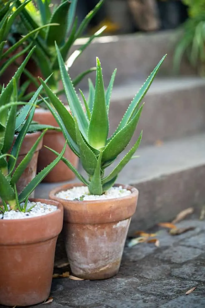 Got aloe? Unlock its hair magic! Learn how now.