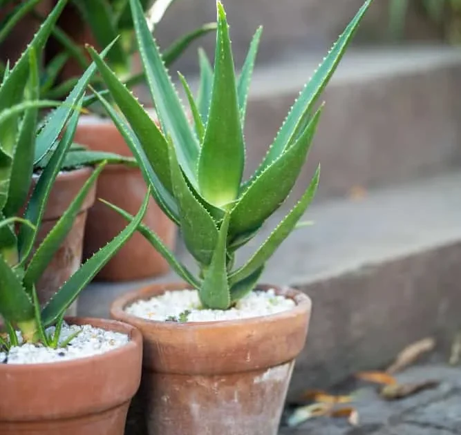 Have an aloe vera plant at home? Here is how to use it for hair - Tata 1mg Capsules