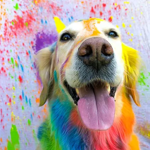 Holi 2026: Paws-itively Safe! Essential Pet Care for March 3rd.