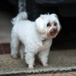 What To Do If Your Pet Gets Colour On Their Fur?