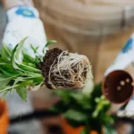 Common Mistakes People Make With Indoor Plants