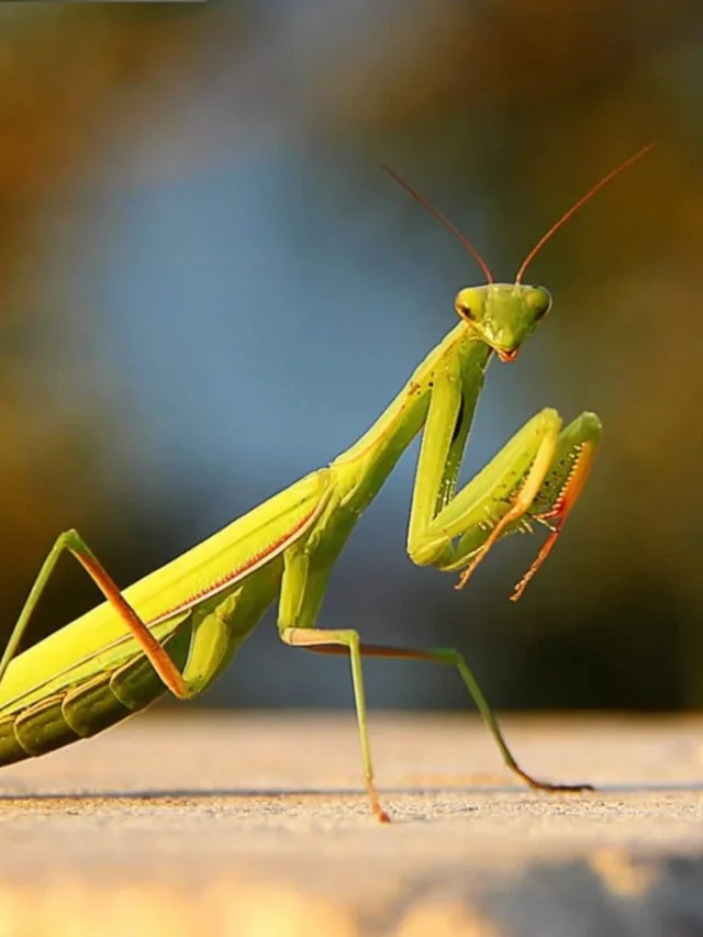 Killer Whale To Stonefish: World’s Most Deadly Ambush Predators