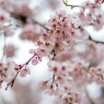Cherry blossoms in India places to visit
