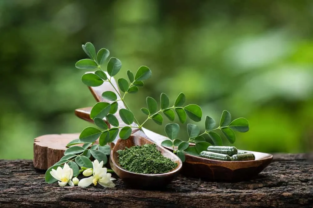 Unlock summer vitality! 5 powerful moringa leaf health hacks.