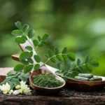5 best ways to use moringa leaves for better health this summer - Tata 1mg Capsules