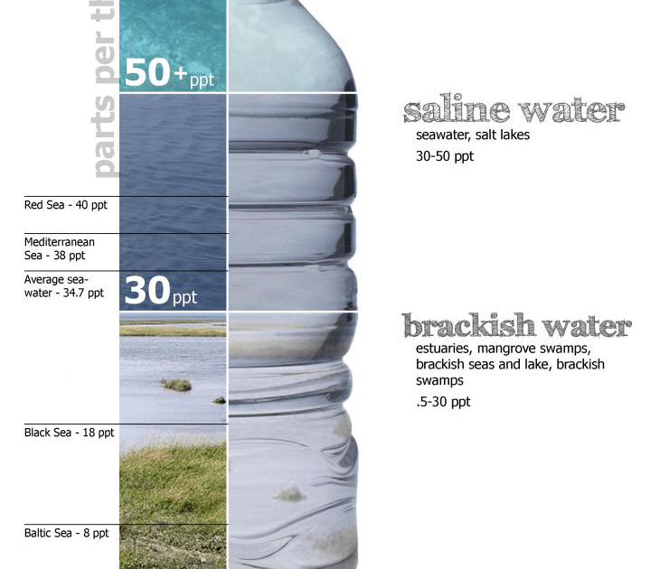 Salinity of ocean water