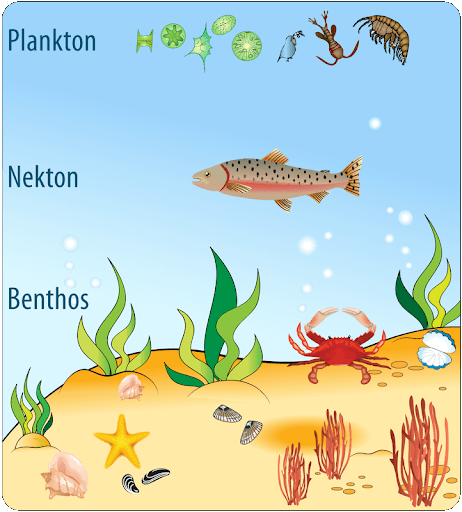 Ocean Resources: Biotic and Abiotic | UPSC Oceanography Ocean Resources: Biotic and Abiotic | UPSC Oceanography