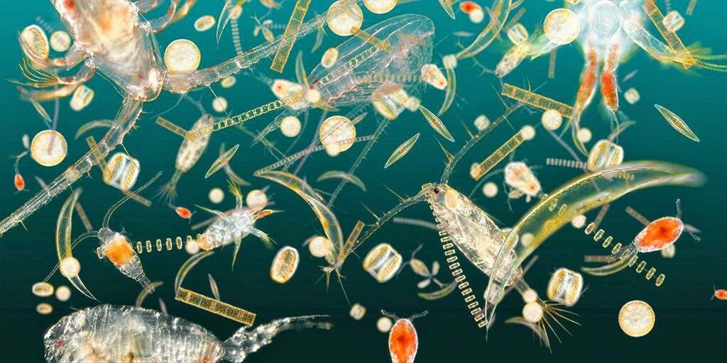 Ocean Resources: Biotic and Abiotic | UPSC Oceanography Ocean Resources: Biotic and Abiotic | UPSC Oceanography
