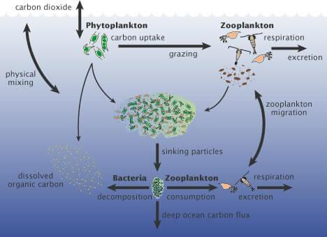 Ocean Resources: Biotic and Abiotic | UPSC Oceanography Ocean Resources: Biotic and Abiotic | UPSC Oceanography