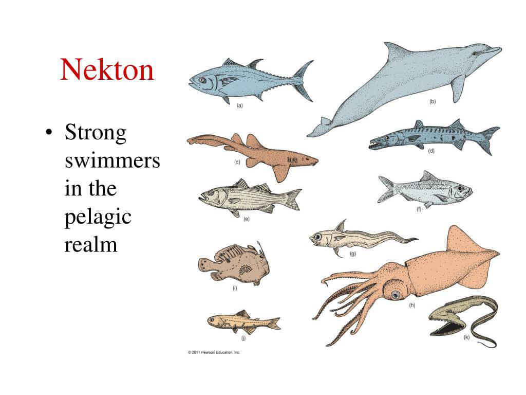 Ocean Resources: Biotic and Abiotic | UPSC Oceanography Ocean Resources: Biotic and Abiotic | UPSC Oceanography
