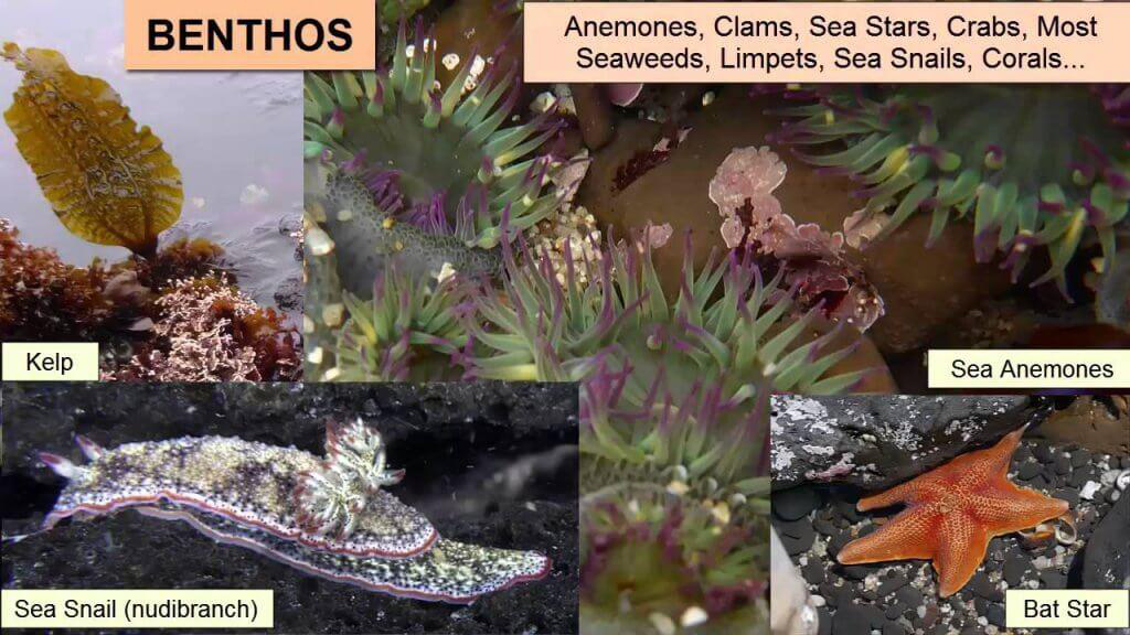 Ocean Resources: Biotic and Abiotic | UPSC Oceanography Ocean Resources: Biotic and Abiotic | UPSC Oceanography